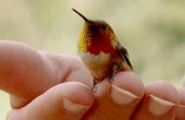 الطائر الرنان .. أصغر طيور العالم  