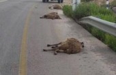 مستوطن يدهس قطيع من الغنم بالقرب من نابلس