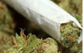 تاجر مخدرات يطلب ضابط شرطة بالخطأ ليبيعه الماريوانا