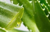 learn-10-skin-benefits-aloe-vera-how-use.jpg