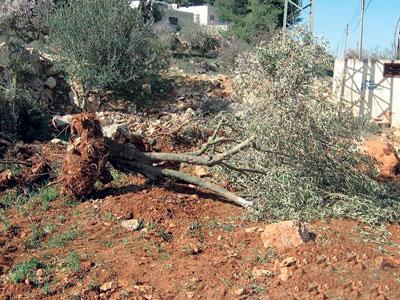 الزراعة تطلق حملة لزراعة أشجار الزيتون في الشيخ رضوان غرب غزة