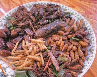 وجبات من الحشرات في متاجر هولندا