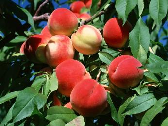 ظهور الخوخ يعود إلى 7,500 عام 