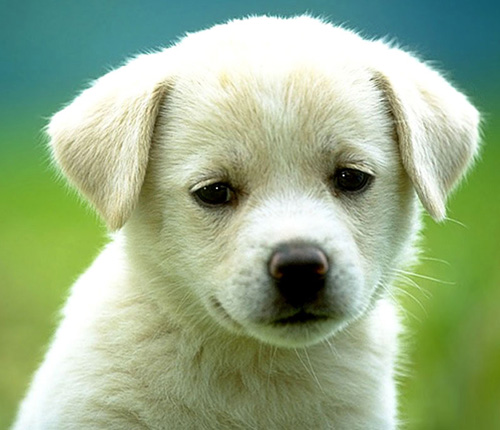 محكمة ألمانية تغرم مواطنة بـ 10 آلاف يورو للدفاع المدني لانقاذهم كلبها