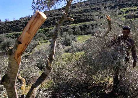 مستوطنون يدمرون عشرات الأشجار غرب بيت لحم