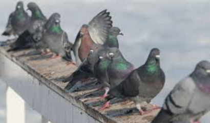 فضلات الطيور لجمال البشرة