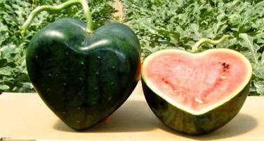 الكويت تبيع  بطيخ على شكل قلب بـ350 دولار