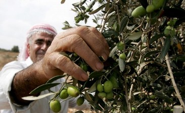 توقعات بإنتاج 18 ألف طن من زيت الزيتون