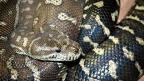 فندق كندي يتفاجأ بـ40 أفعى في غرفة زوجين