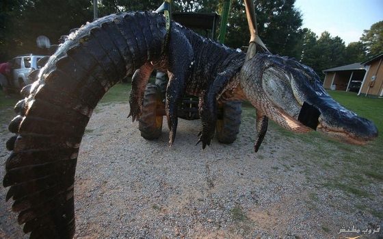 أميركية تصطاد أكبر تمساح في العالم