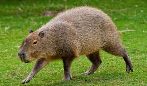 جرذان بحجم البقر تجتاح الأرض قريباً 