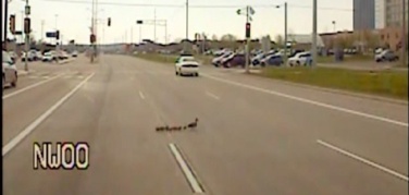 بالفيديو .. شرطي مرور يساعد بطة وصغارها ويحصد مليونيّ مشاهدة في أيام