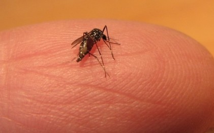 الصحة: لا وجود لبعوضة النمر الأسود في فلسطين