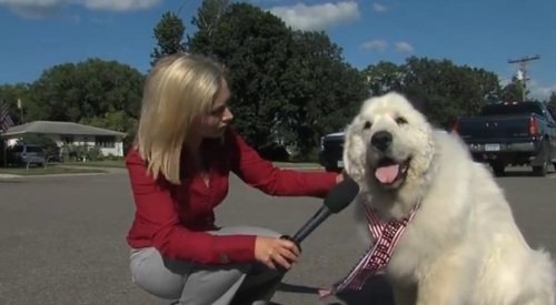 انتخاب كلب عمدة لبلدة في ولاية مينيسوتا 