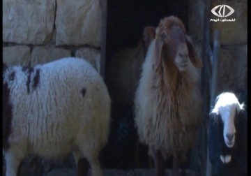 الحمى المالطية تجتاح بعض قرى الضفة – 3 – 2 – 2015 - جيهان عوض