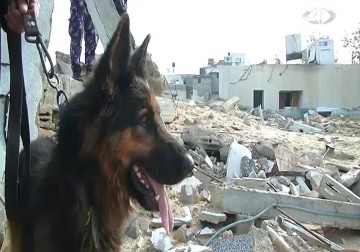 تدريب الكلاب لمكافحة تهريب المخدرات في غزة - 9 - 12 - 2014 - مثنى النجار