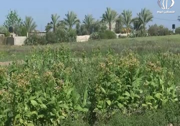 شتاء خجول  يفسد موسم الزراعة البعلية -  رمزي أبوجزر