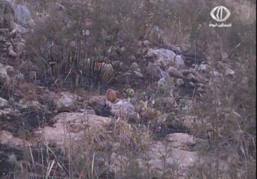 تدريبات لجيش الاحتلال تتسبب بحرق الاف الدونمات – 29 – 4 – 2015 - مراد أبوعمر