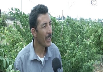 زراعة القشطة والفاكهة الاستوائية في قلقيلية تنجح نجاحاً باهراً – رغدة عتمة – 8 – 11 - 2016