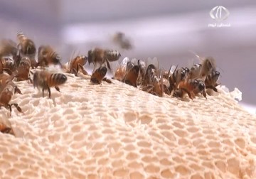 موسم العسل الربيعي في قطاع غزة بعد تدمير الاحتلال أكثر من 50% من خلايا النحل – 20 – 4 – 2015 - رمزي البيروتي