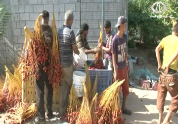 موسم البلح والرطب يبدا في القطاع وسط توقعات بزيادة الانتاج – 5 – 10 – 2015 - مثنى النجار