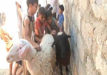 اقبال متزايد على شراء الاضحية في ظل انخفاض اسعارها - أكرم دلول - 10 - 9 - 2016