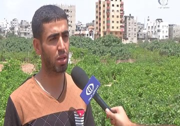 رمضان فطريان يفتكان بمحصول العنب في قطاع غزة - فاتن الصالح - 15 - 6 - 2016