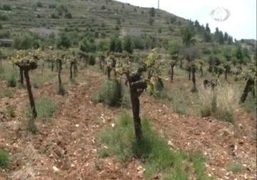 مزارعو بلدة بيت أمر يتكبدون خسائر فادحة جراء تلف محاصيلهم الزراعية بسبب موجة الصقيع – 12 – 5 – 2015 – فداء نصر