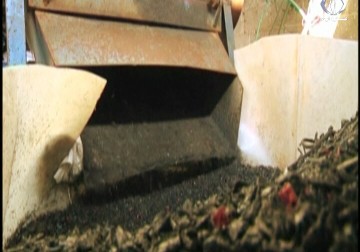 الشاب محمود أبو الشباب يعمل على جمع البلاستيك وإعادة تدويرها لمنتجات مفيدة - إسراء الخطيب - 1 - 11 - 2016