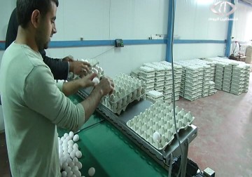 مزارعون يلجؤون إلى إعدام الدواجن لوقف الخسائر المتواصلة - مريم الحاج موسى - 7 - 4 - 2016