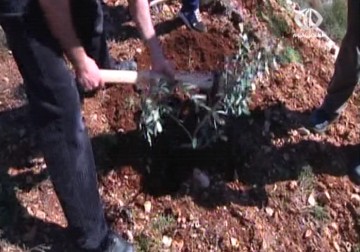 مستوطنون يقتلعون 1200 شجرة زيتون من بلدة الشيوخ في الخليل – 29 – 3 – 2015 - زينب ضاهر