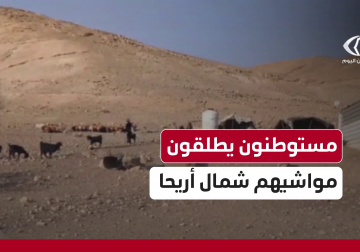 مستوطنون يطلقون مواشيهم بين مساكن الأهالي في قرية شلال العوجا شمال أريحا