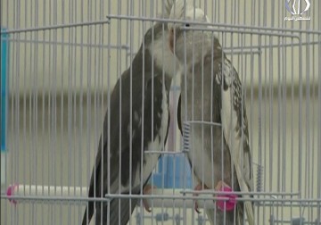 محبو الطيور يقبلون على زيارة معرض لطيور الزينة - فاطمة إبراهيم - 20 - 11 - 2016