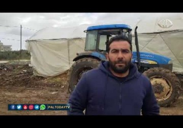 الضفة الغربية_ موجة الصقيع الأخيرة تسببت بخسائر كبيرة في القطاع الزراعي بجنين