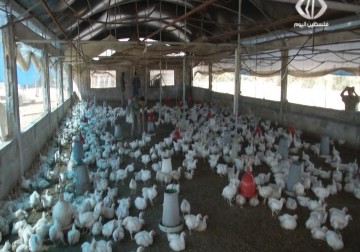 نفوق عشرات الآلاف من الدجاج اللاحم نتيجة موجة الحر في غزة - 17 - 8 - 2015 - فاطمة عبد الجواد