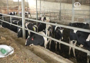 وزارة الزراعة تصدر تصاريح لاستيراد العجول من الخارج  بعد إرتفاع أسعاره – 29 – 5 – 2015 - جهاد بركات