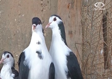 تربية  واقتناء الأنواع  النادرة من الطيور تحوز على اهتمام  وشغف البعض في قطاع  غزة – 2 – 12 – 2014 - رمزي أبو جزر