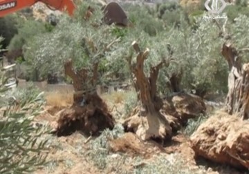 جرافات الاحتلال تباشر باقتلاع اشجار الزيتون لاستكمال بناء جدار الفصل العنصري – 18 – 8 – 2015 – هدى حسين