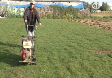 زراعة النجيل الأخضر شرقي خانيونس تشهد تراجعا بسبب قلة الطلب - 2 - 4 - 2015 - مثنى النجار