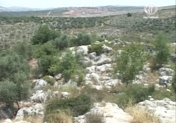 مستوطنون يقتلعون 540 شجرة زيتون من بلدة دير استيا شمال سلفيت - 21 - 4 - 2015 - زينب أبو ضاهر