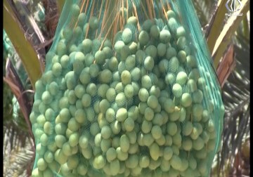 زراعة البلح 