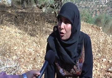 عائلة عميد الأسرى نائل البرغوثي تبدأ قطاف الزيتون في أرضه في ذكرى صفقة وفاء الأحرار - جهاد بركات - 18 - 10 - 2016