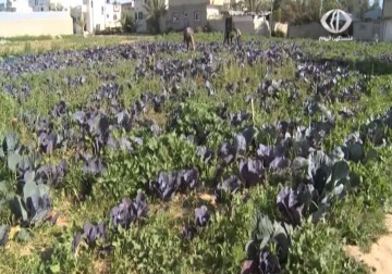 من المزرعة إلى الصحن شعار منظمة الصحة العالمية لهذا العام – 7 – 4 – 2015 – نورا المشهراوي