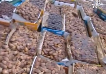 أكبر أسواق التمور المغربية تقاطع تمور 