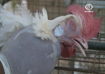 إنفلونزا الطيور ينتشر مجددا في قطاع  غزة ويتسبب في نفوق آلاف الدواجن  - 11 – 6 – 2015 - اكرم دلول