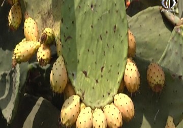 موسم الصبر ينعش بلدة فقوعة شرق مدينة جنين - مجاهد السعدي  - 10 - 8 - 2016