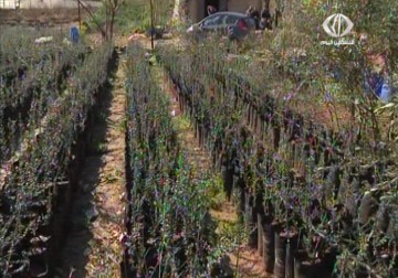 وزارة الزراعة في جنين تنفيذ حملات تشجيرالأراضي لدعم  المزارع  الفلسطيني – 26 – 2 – 2015 – ولاء عايش