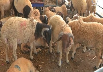 انخفاض اسعار الاضاحي في قطاع غزة هذا العام - رمزي أبو جزر - 6 - 8 - 2016    