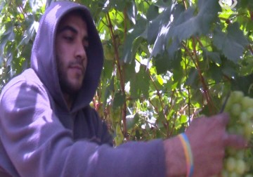 العنب الإسرائيلي يغرق أسواق الضفةويزاحم عنب الأغوار - 19 - 5 - 2016