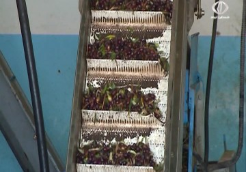 معصرة زيتون في جنين تعمل على إعادة تدوير مخرجات شجرة الزيتون - 17 - 12 - 2015 